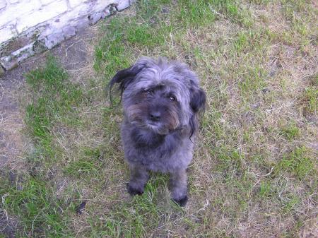 mon ti chien fluki
